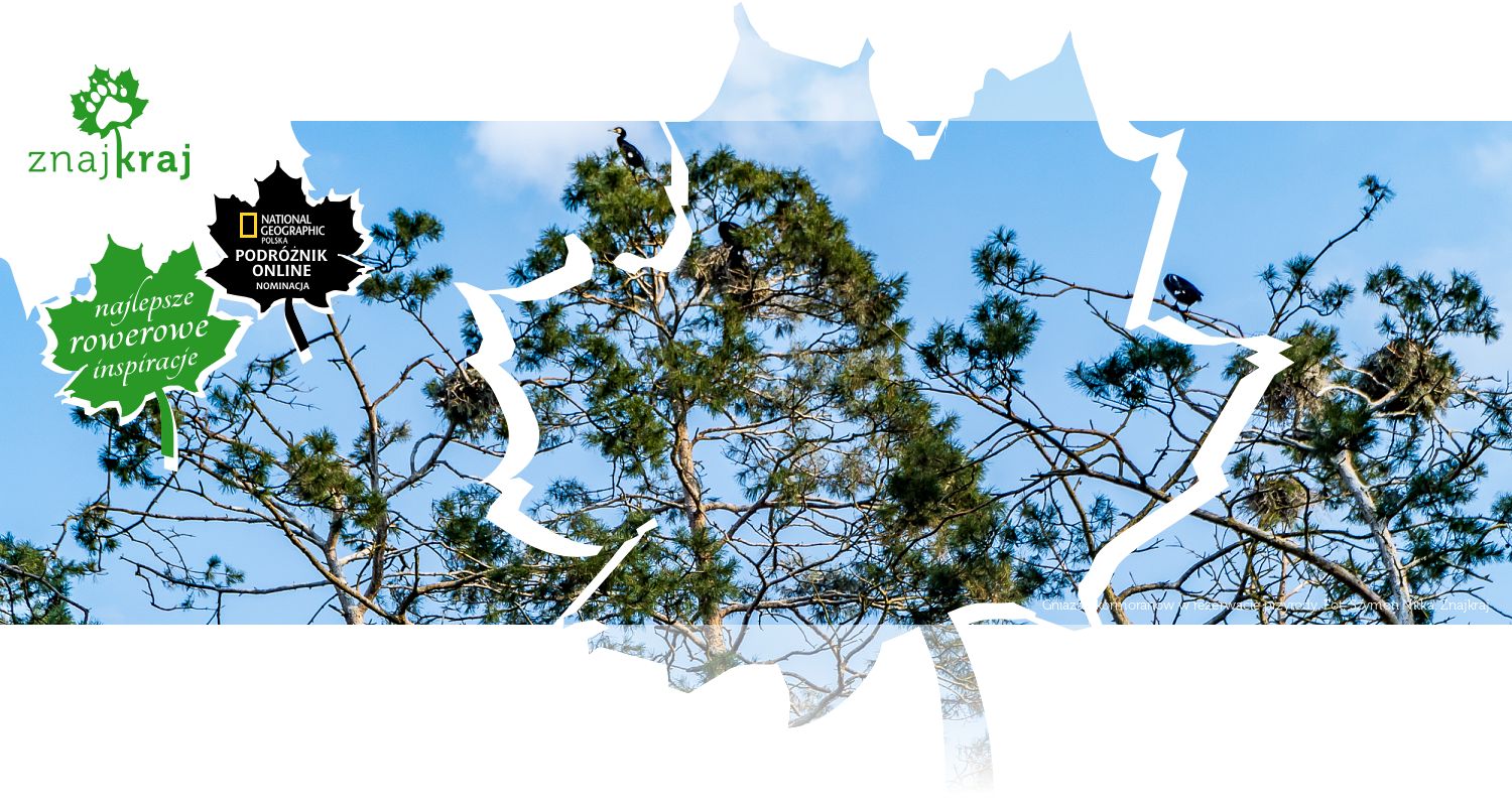 Gniazda kormoranów w rezerwacie przyrody