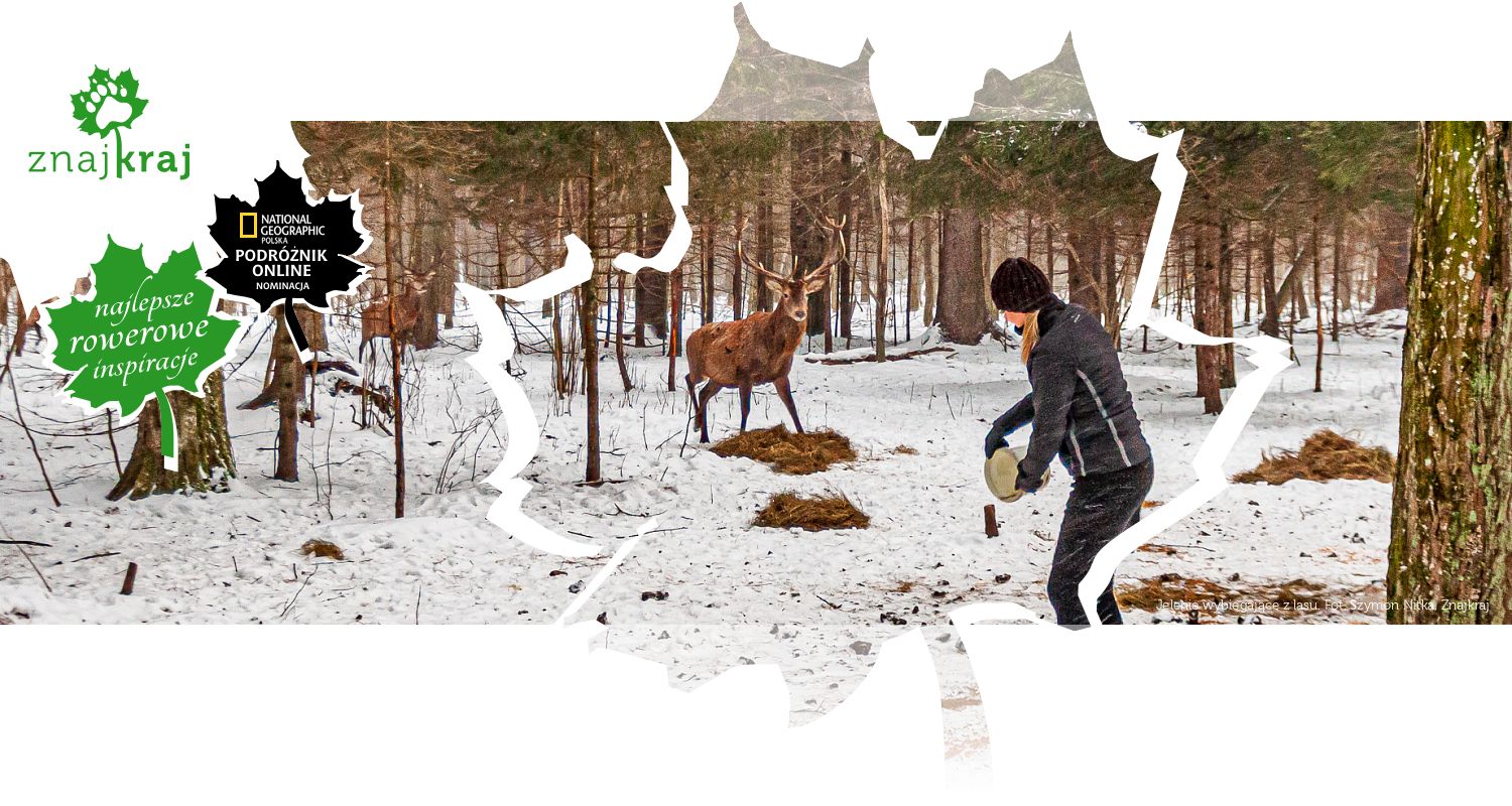 Jelenie wybiegające z lasu