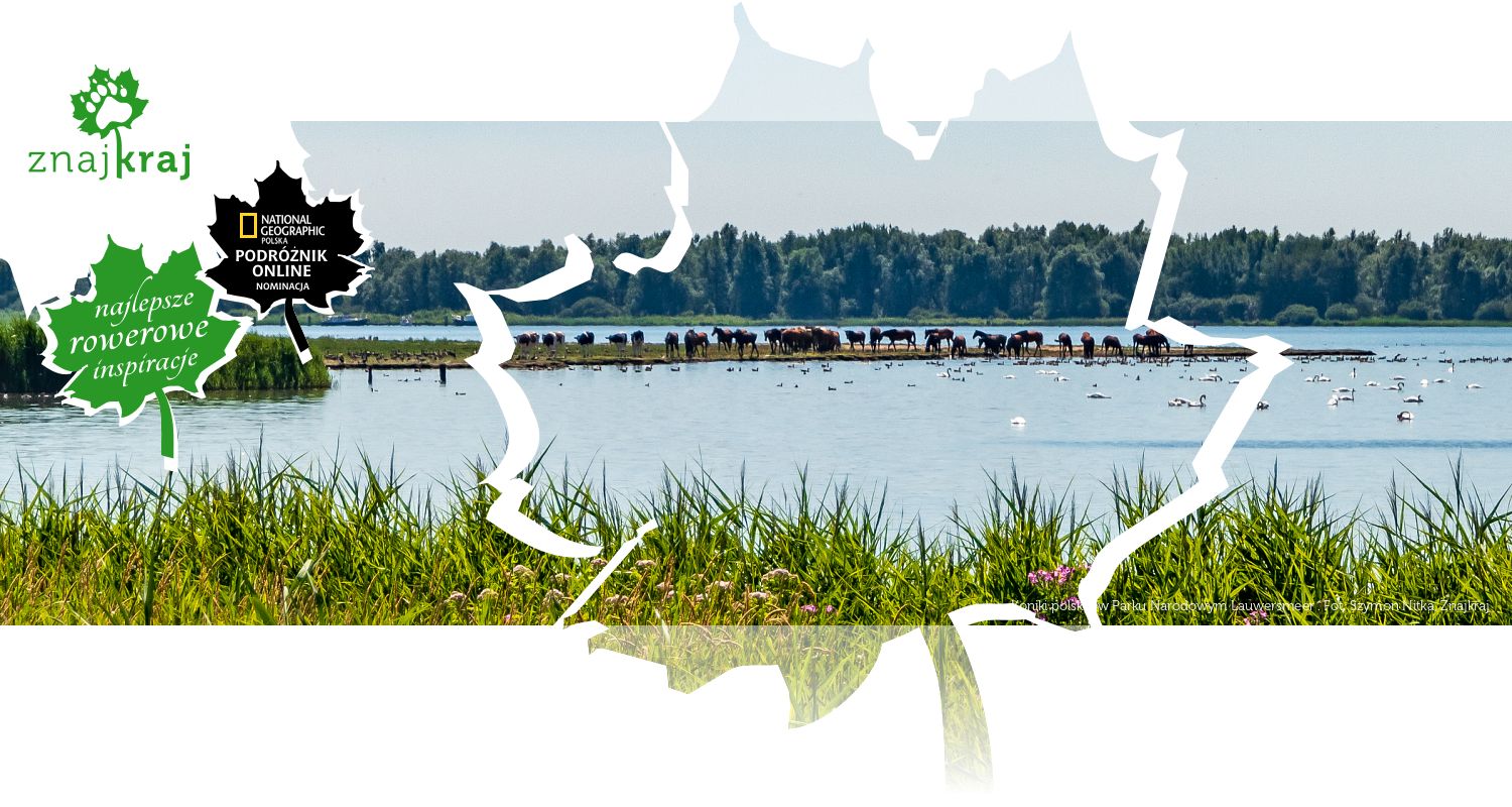 Koniki polskie w Parku Narodowym Lauwersmeer