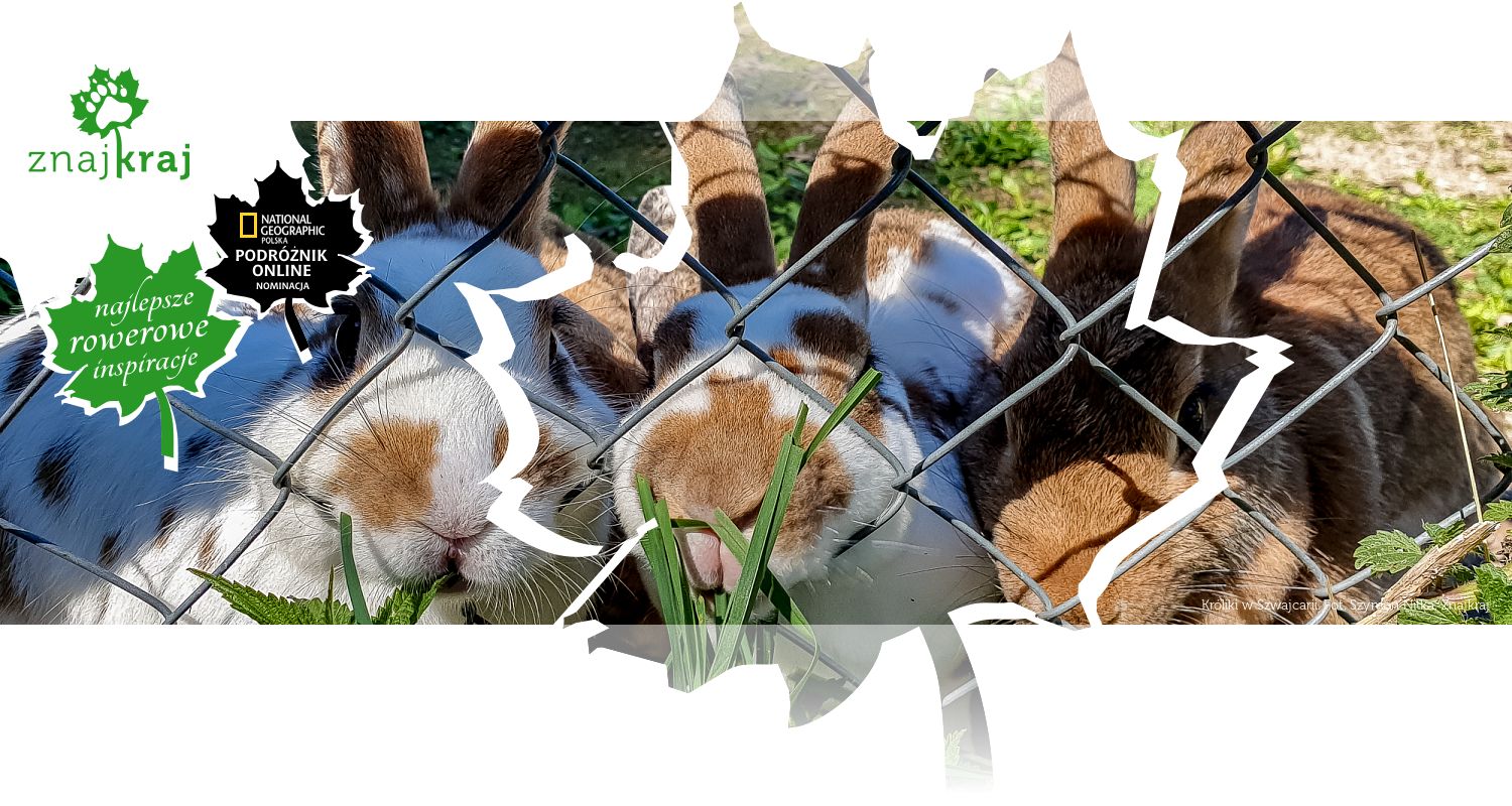 Króliki w Szwajcarii