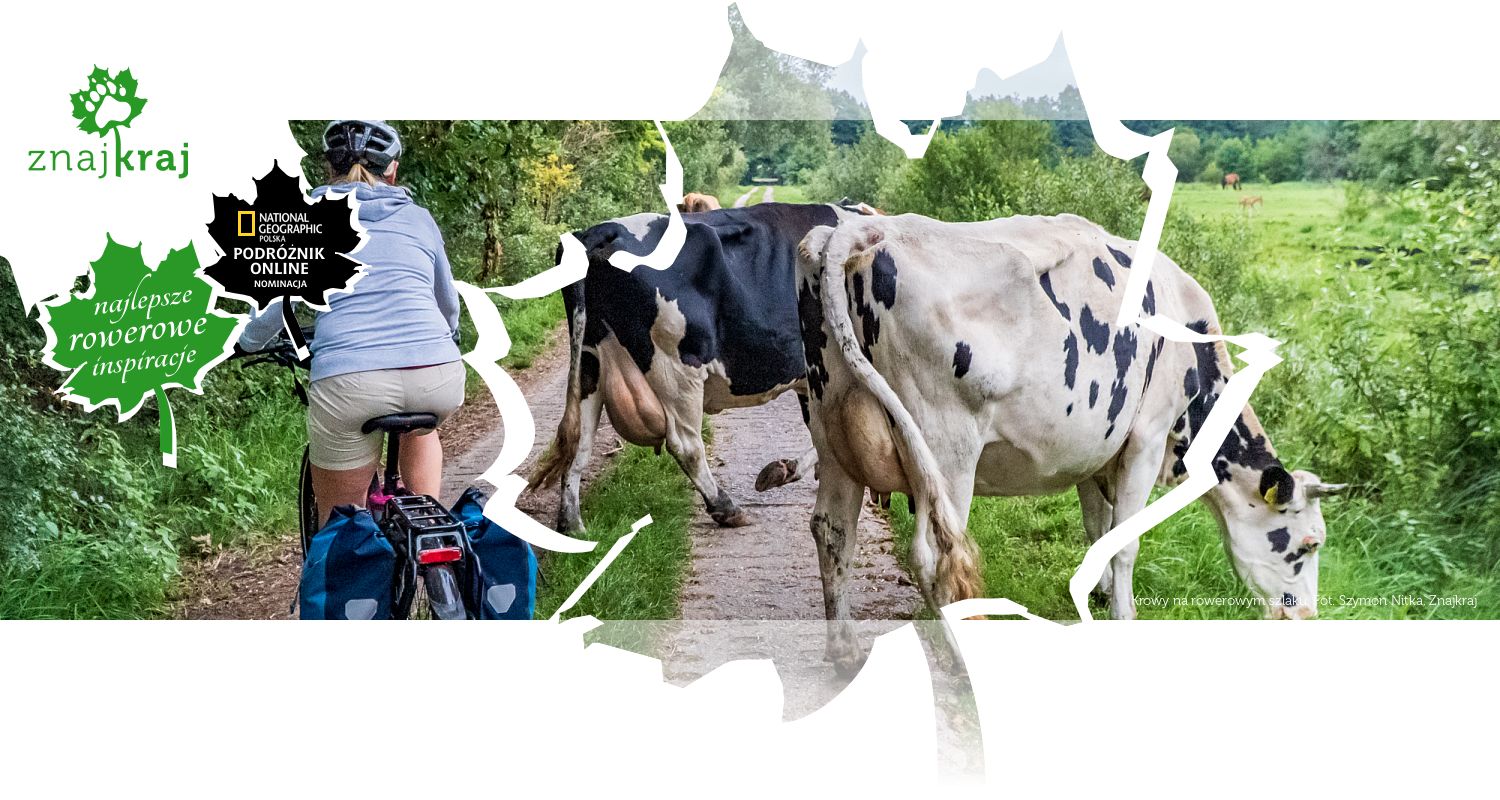Krowy na rowerowym szlaku
