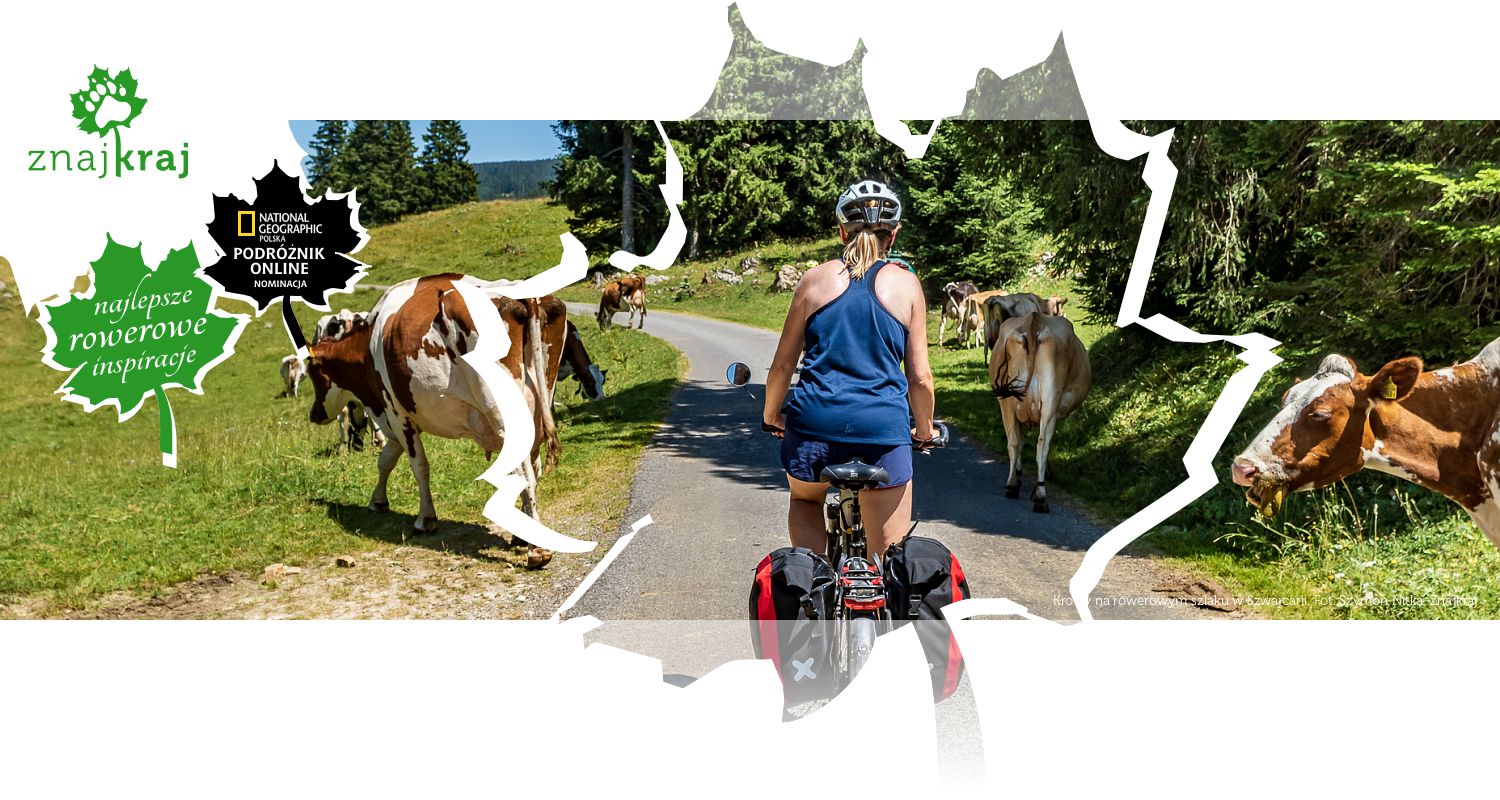 Krowy na rowerowym szlaku w Szwajcarii