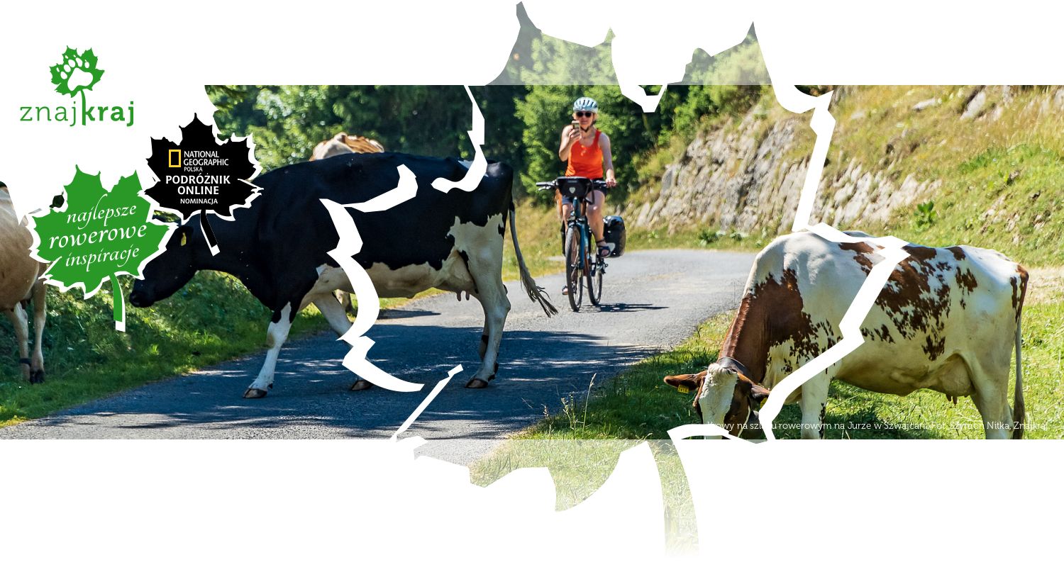 Krowy na szlaku rowerowym na Jurze w Szwajcarii