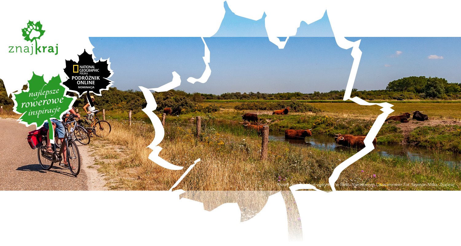 Krowy rasy szkockiej wyżynnej w Parku Narodowym Lauwersmeer
