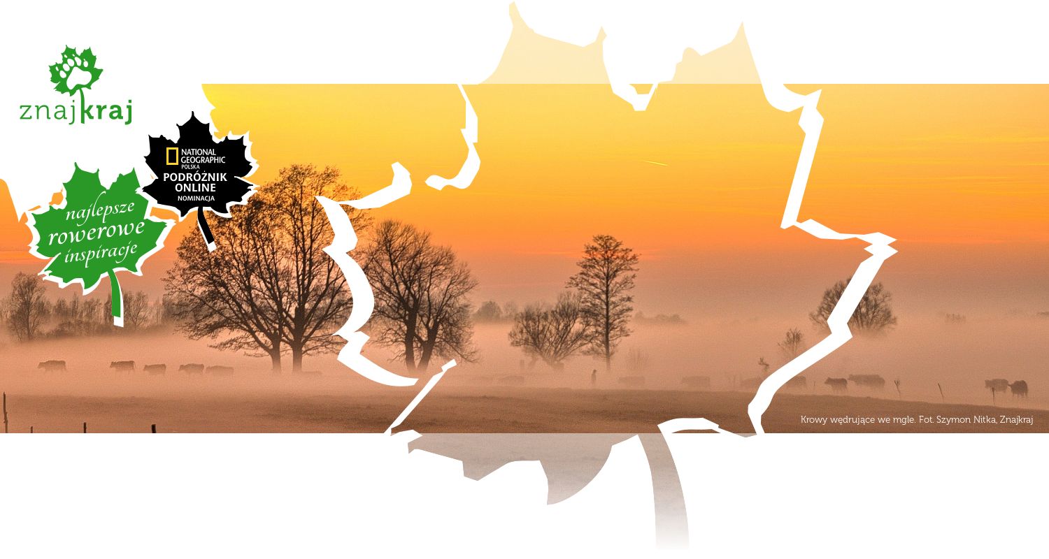 Krowy wędrujące we mgle