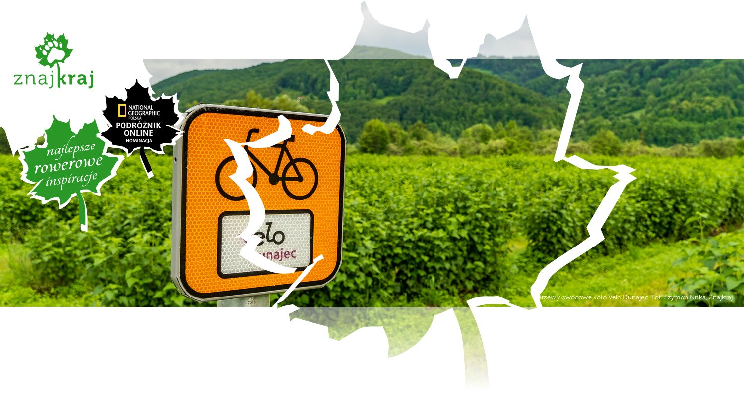 Krzewy owocowe koło Velo Dunajec
