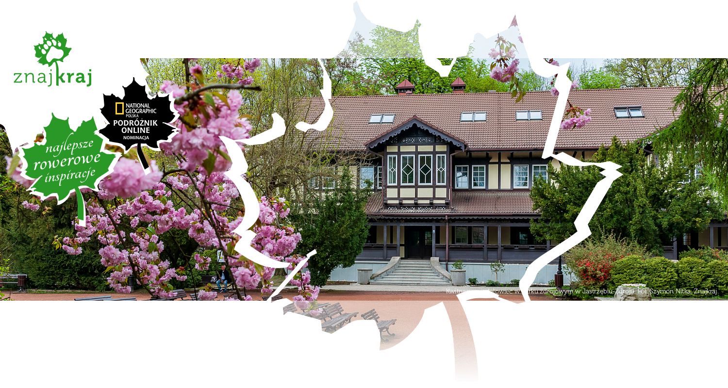 Kwitnący migdałowiec w parku zdrojowym w Jastrzębiu-Zdroju