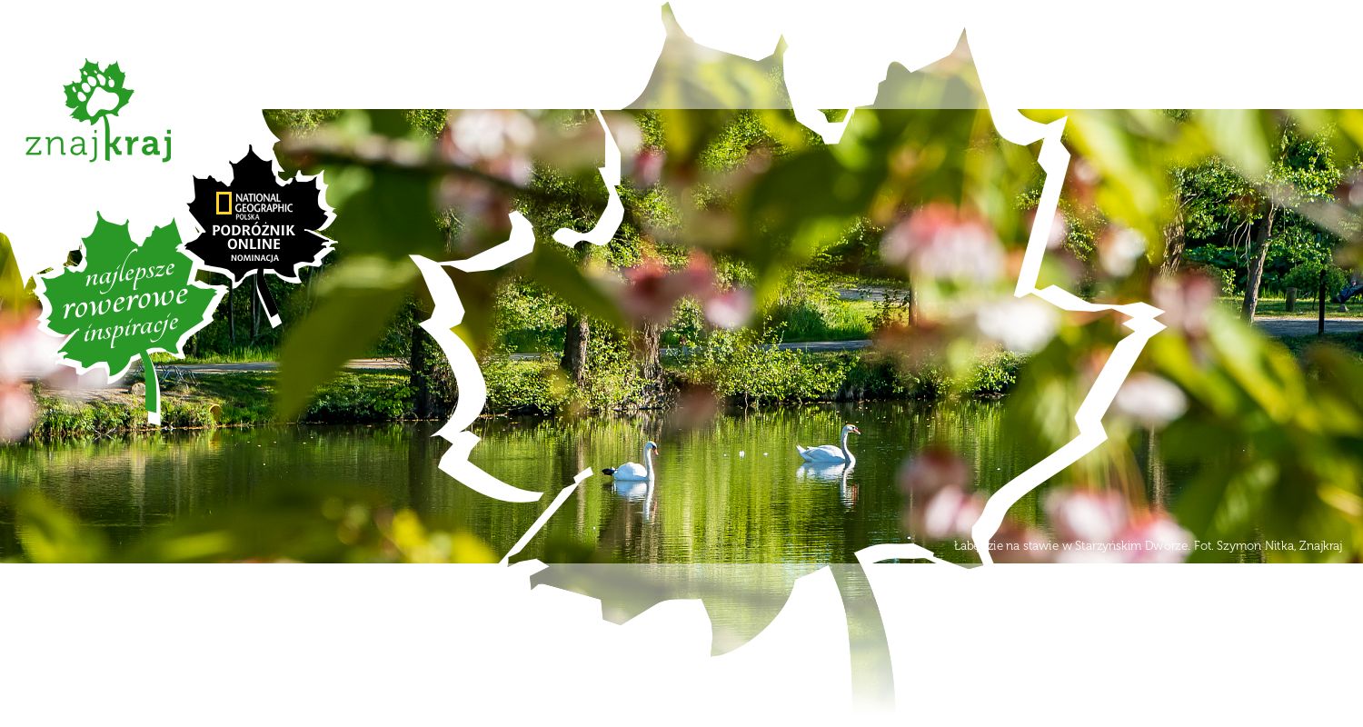 Łabędzie na stawie w Starzyńskim Dworze