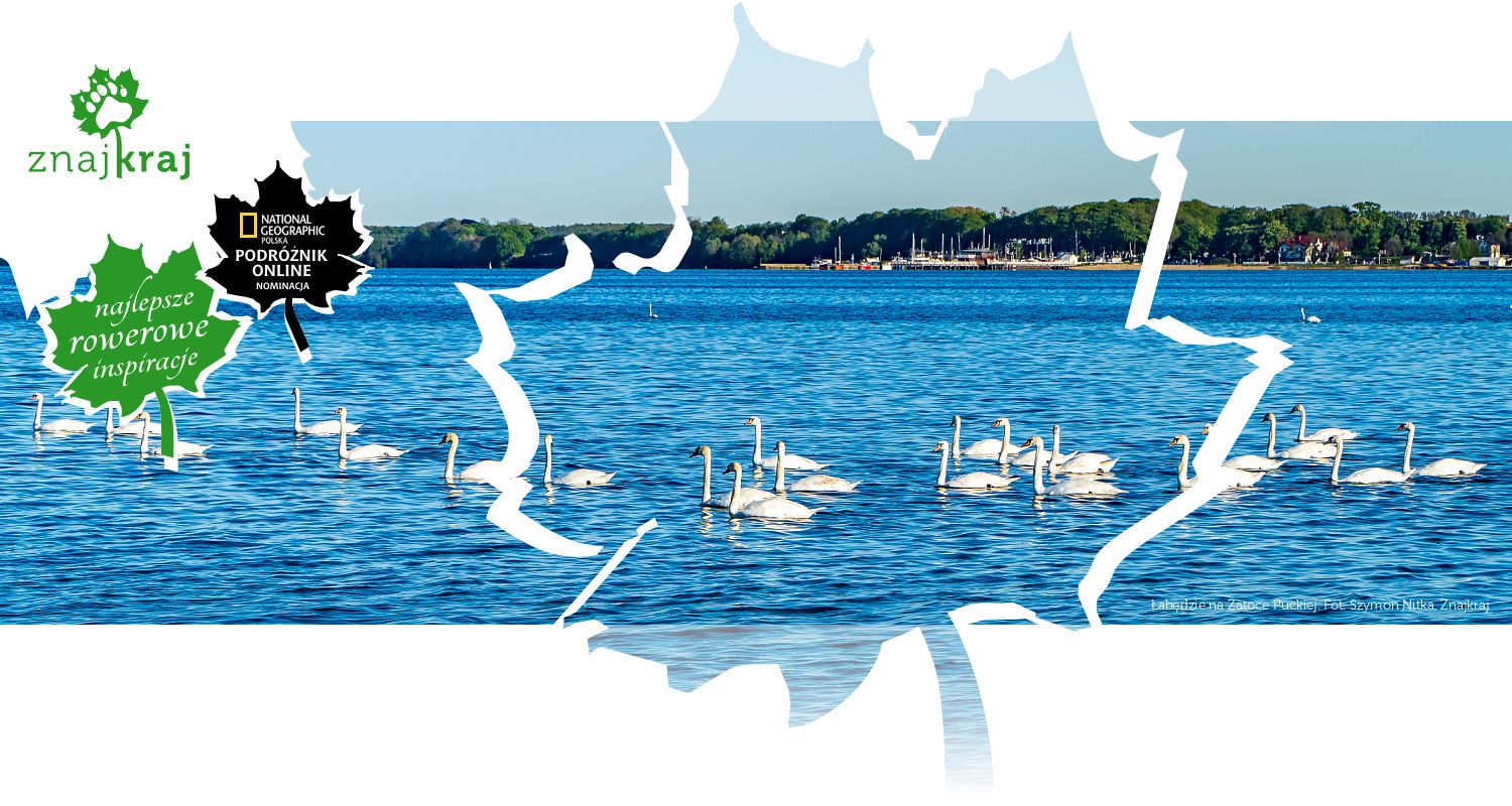 Łabędzie na Zatoce Puckiej