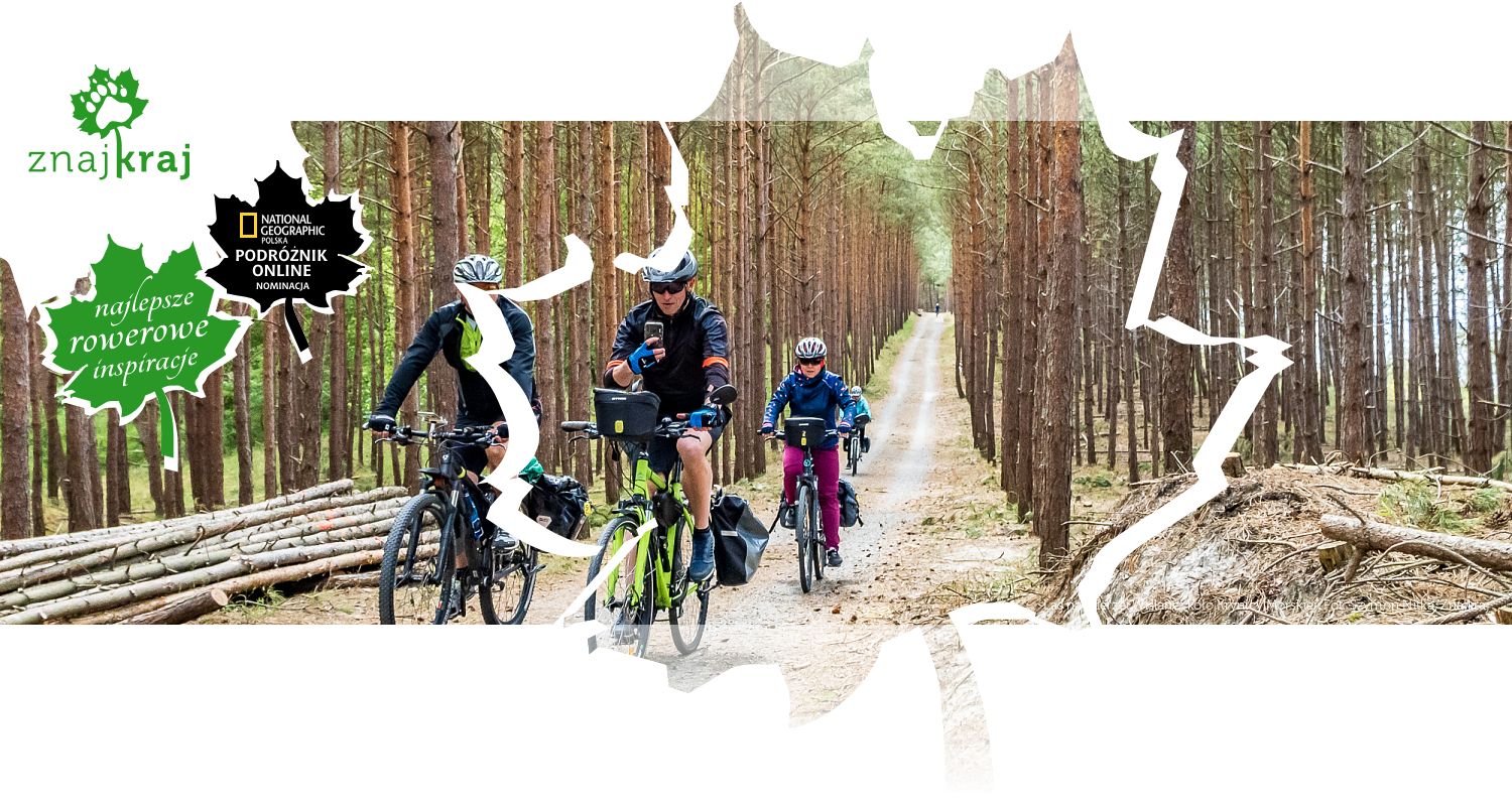 Las na Mierzei Wiślanej koło Krynicy Morskiej