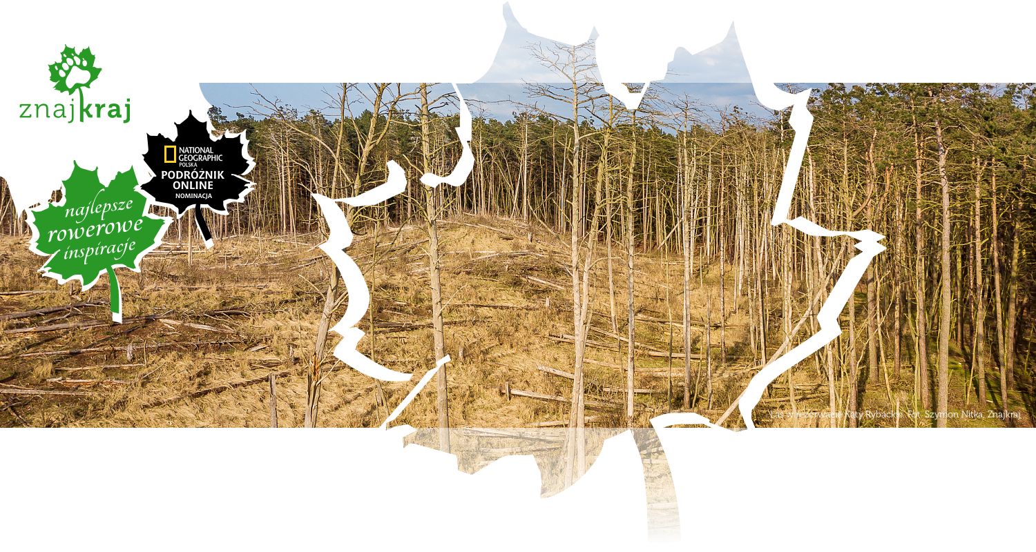 Las w rezerwacie Kąty Rybackie