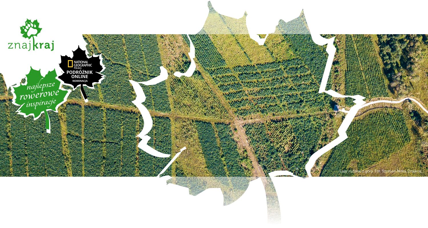 Lasy rudzkie z góry