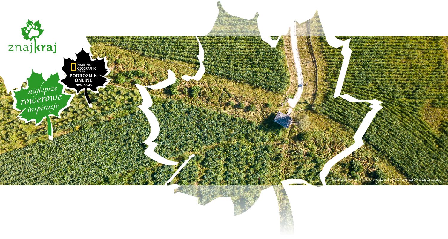 Leśna szkółka w lasach rudzkich