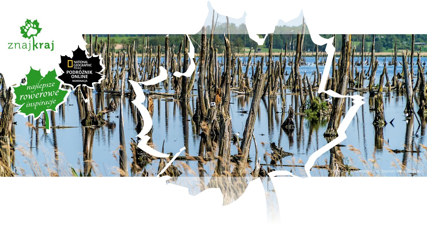 Martwy las koło Anklam