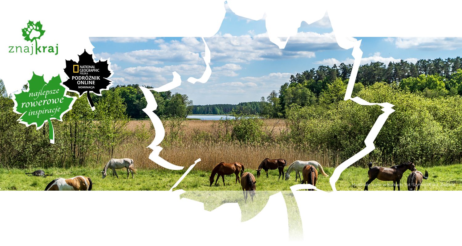 Mazurskie konie w Kurkach