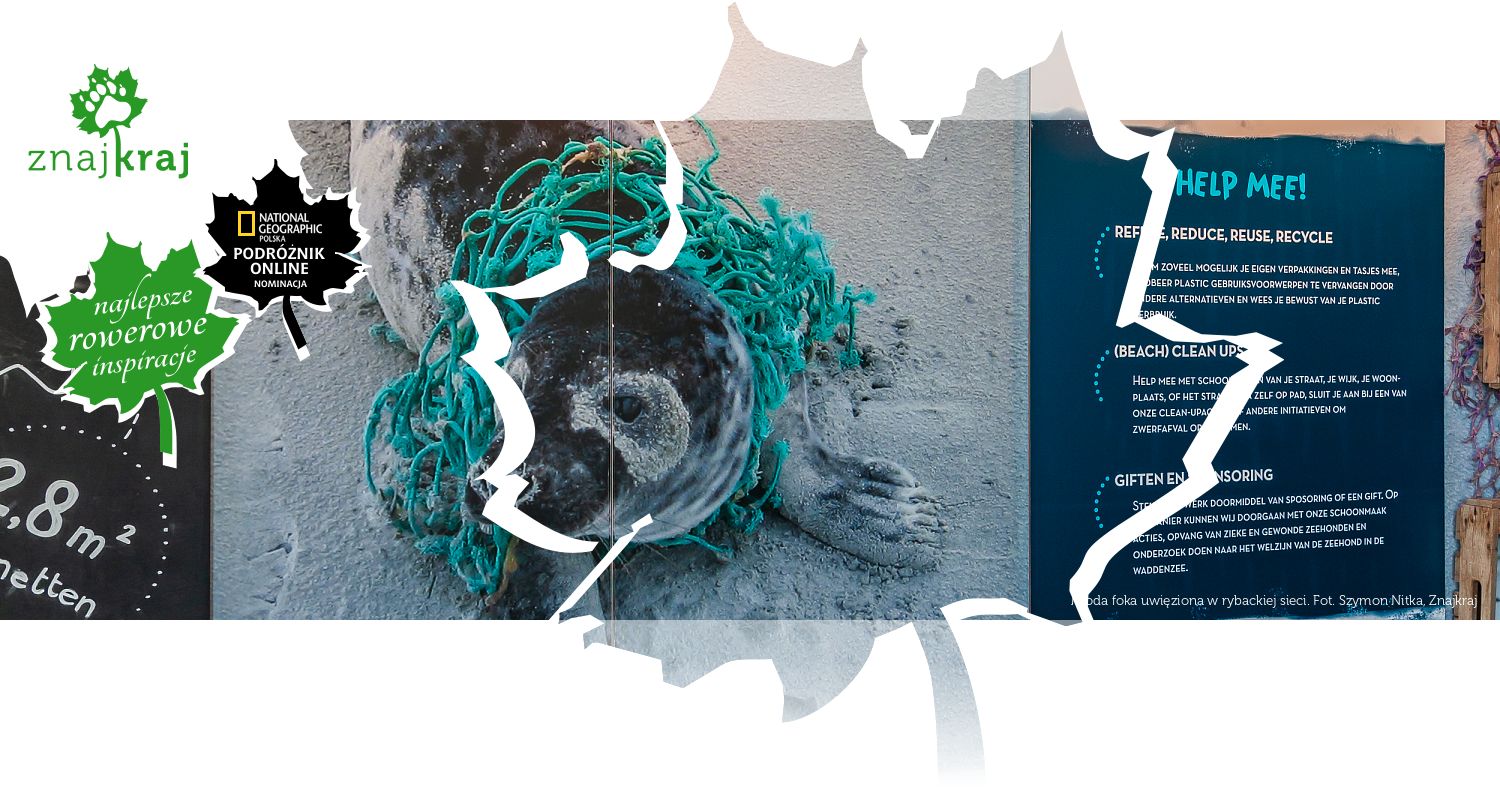 Młoda foka uwięziona w rybackiej sieci