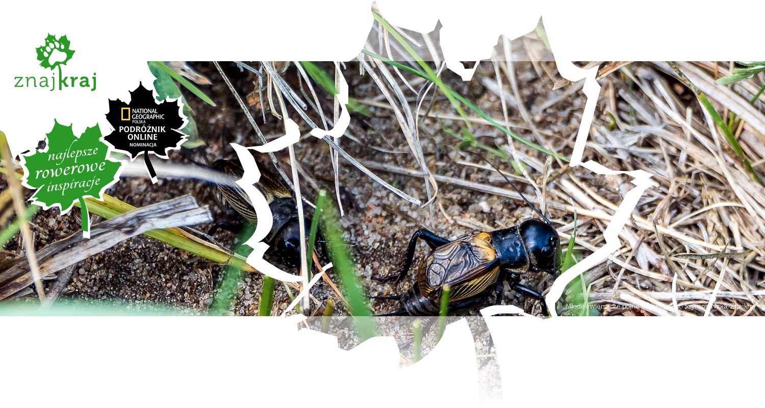 Młode świerszcze polne z Warmii