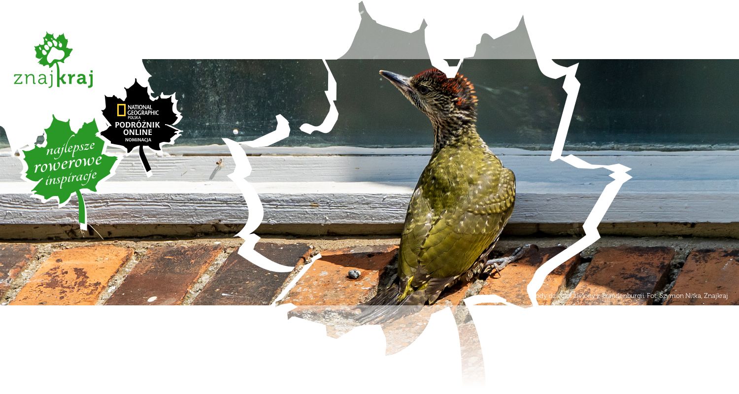 Młody dzięcioł zielony z Brandenburgii