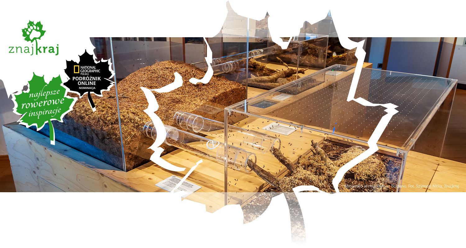 Mrowisko w muzeum w Bolzano