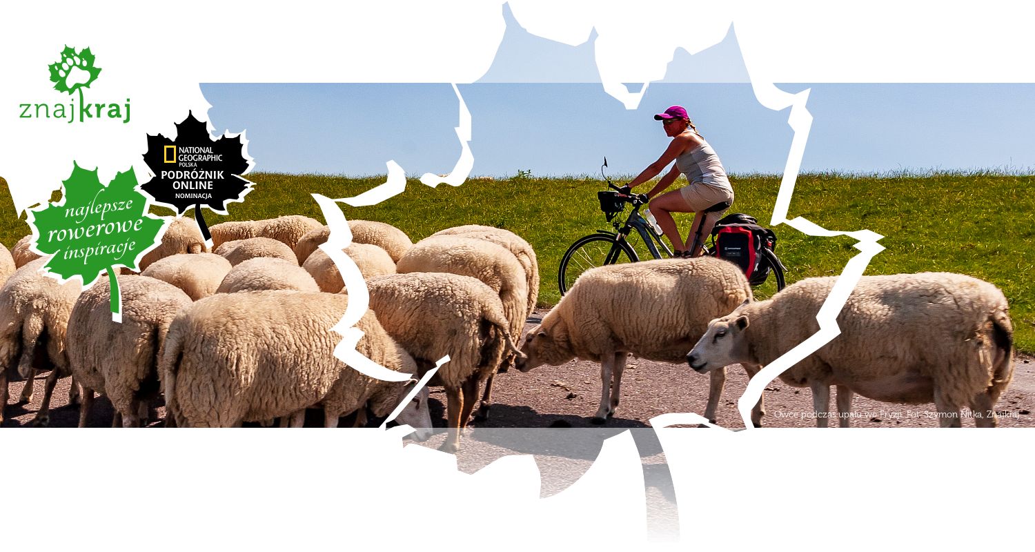 Owce podczas upału we Fryzji