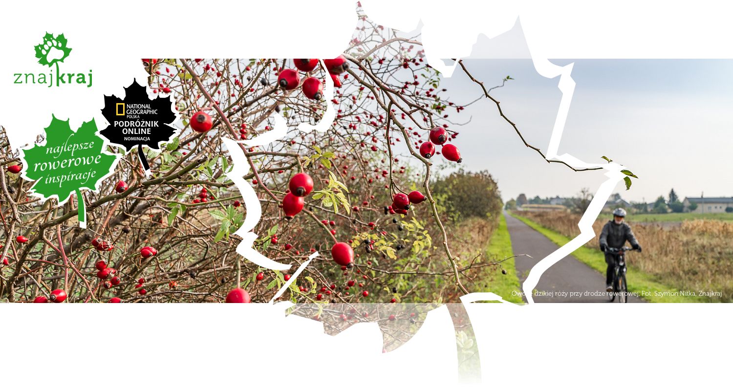 Owoce dzikiej róży przy drodze rowerowej