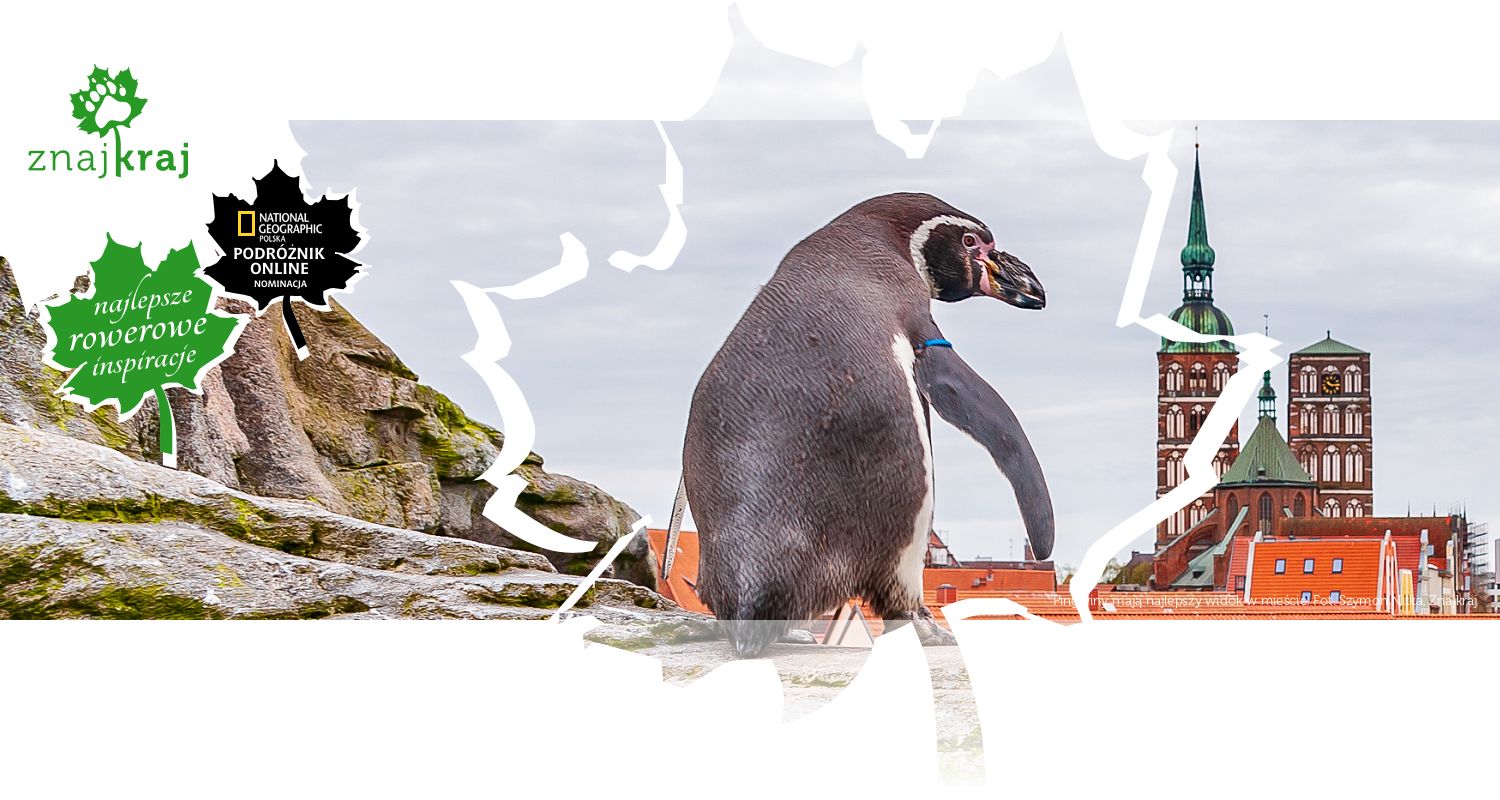 Pingwiny mają najlepszy widok w mieście