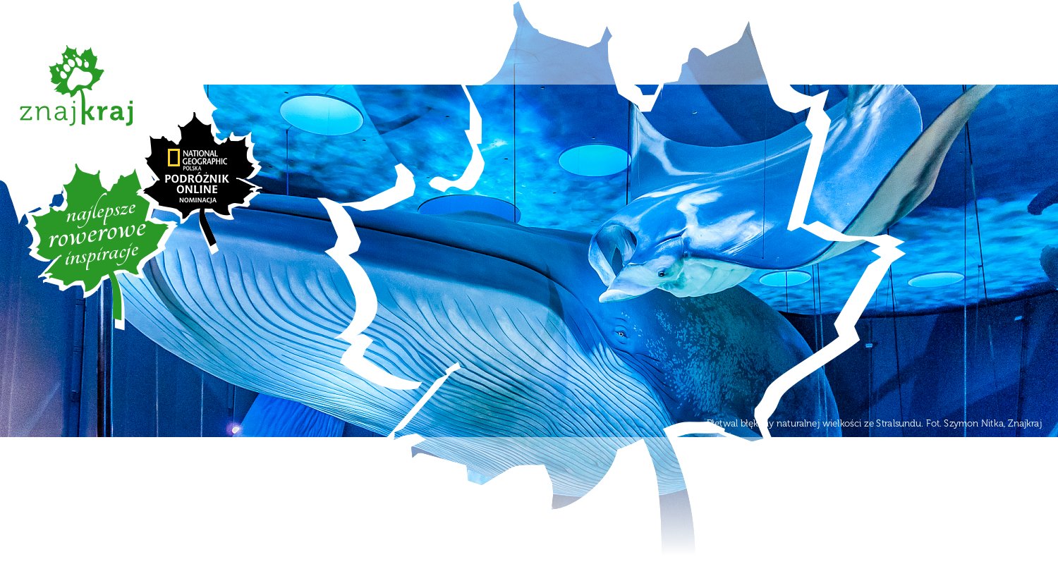 Płetwal błękitny naturalnej wielkości ze Stralsundu