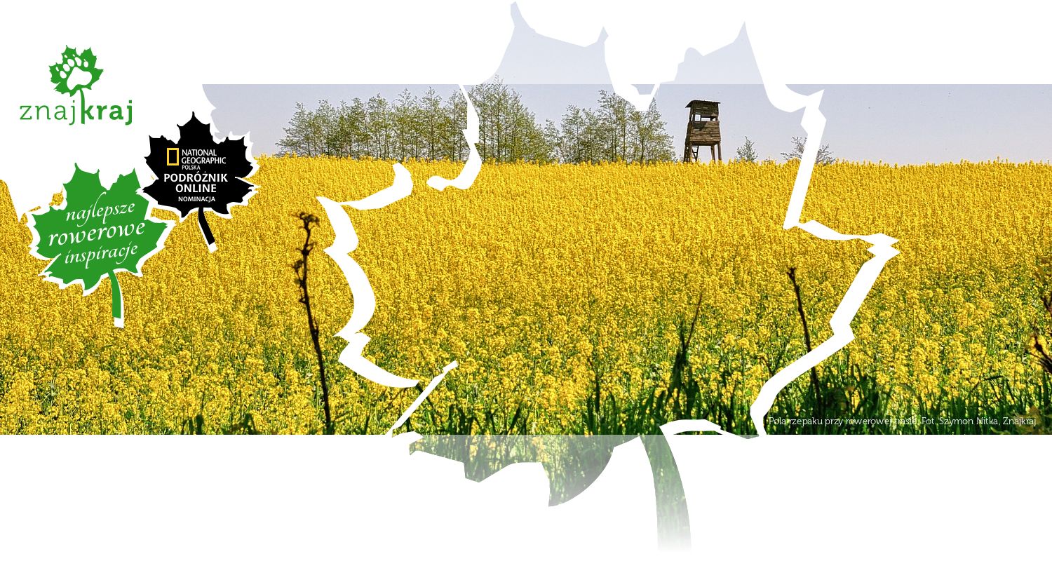 Pola rzepaku przy rowerowej trasie