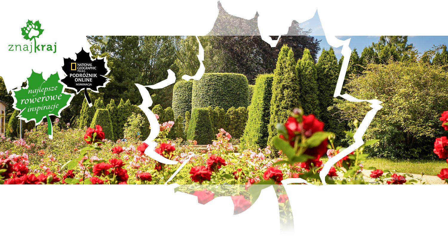 Róże w ogrodzie różanym w Forst