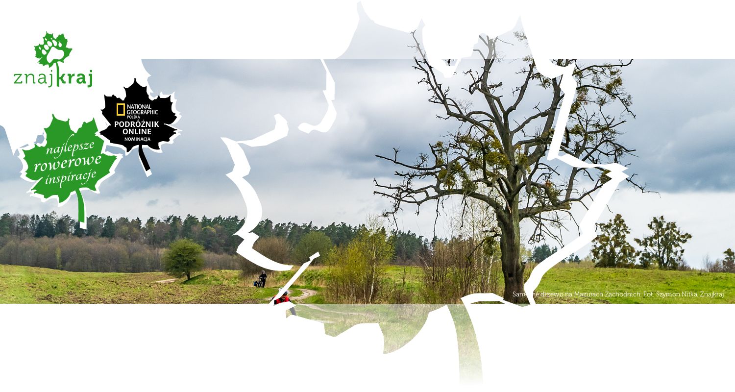 Samotne drzewo na Mazurach Zachodnich