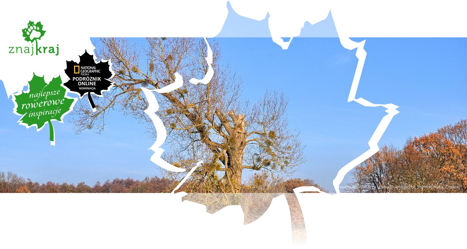 Samotne drzewo przy szlaku Blue Velo