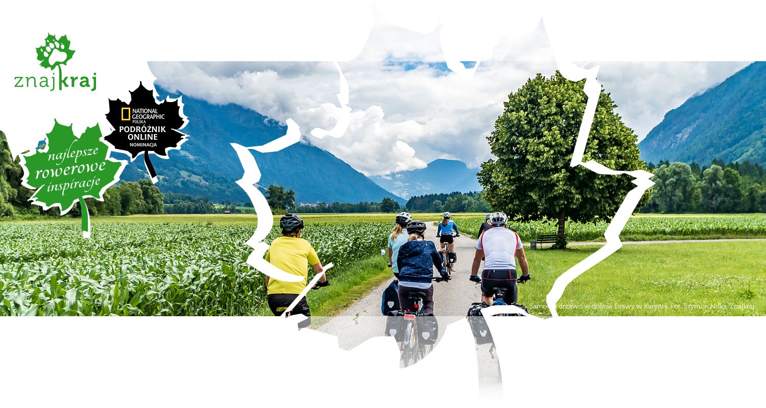 Samotne drzewo w dolinie Drawy w Karyntii