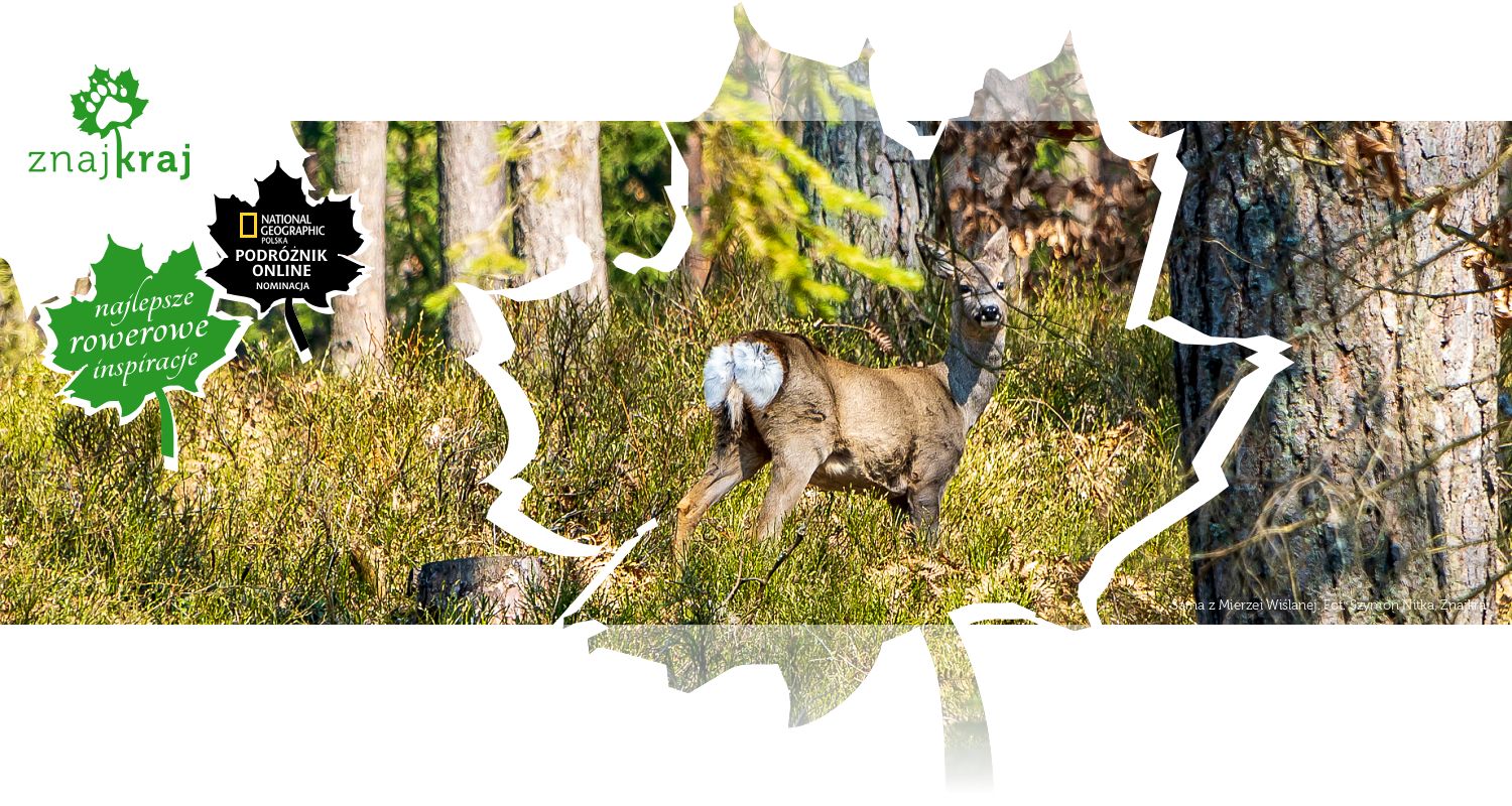 Sarna z Mierzei Wiślanej