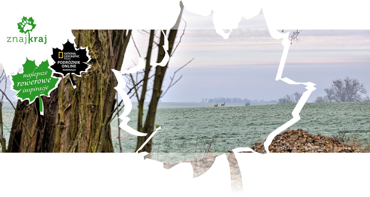 Sarny na polu koło Przyjezierza