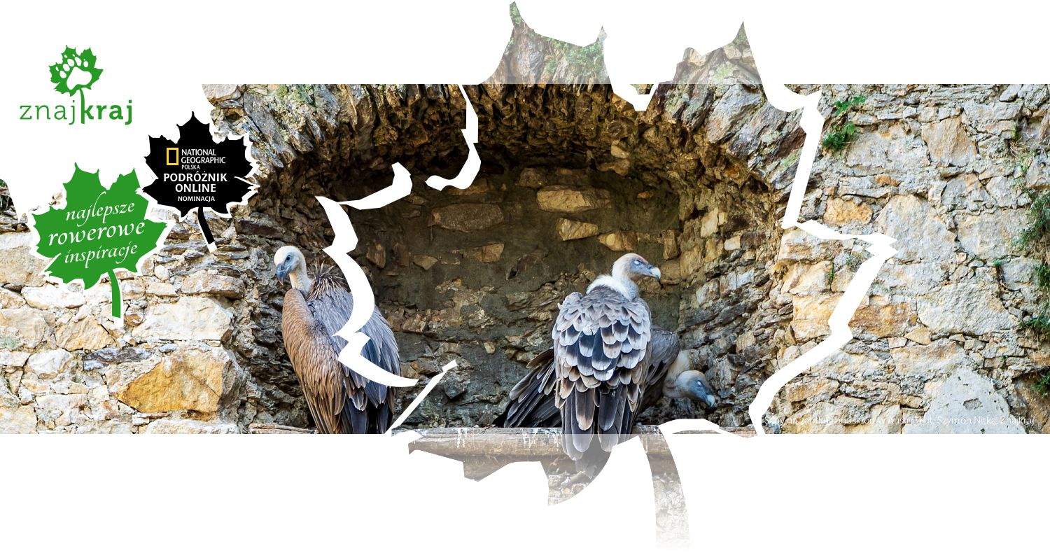 Sępy na zamku Landskron w Austrii