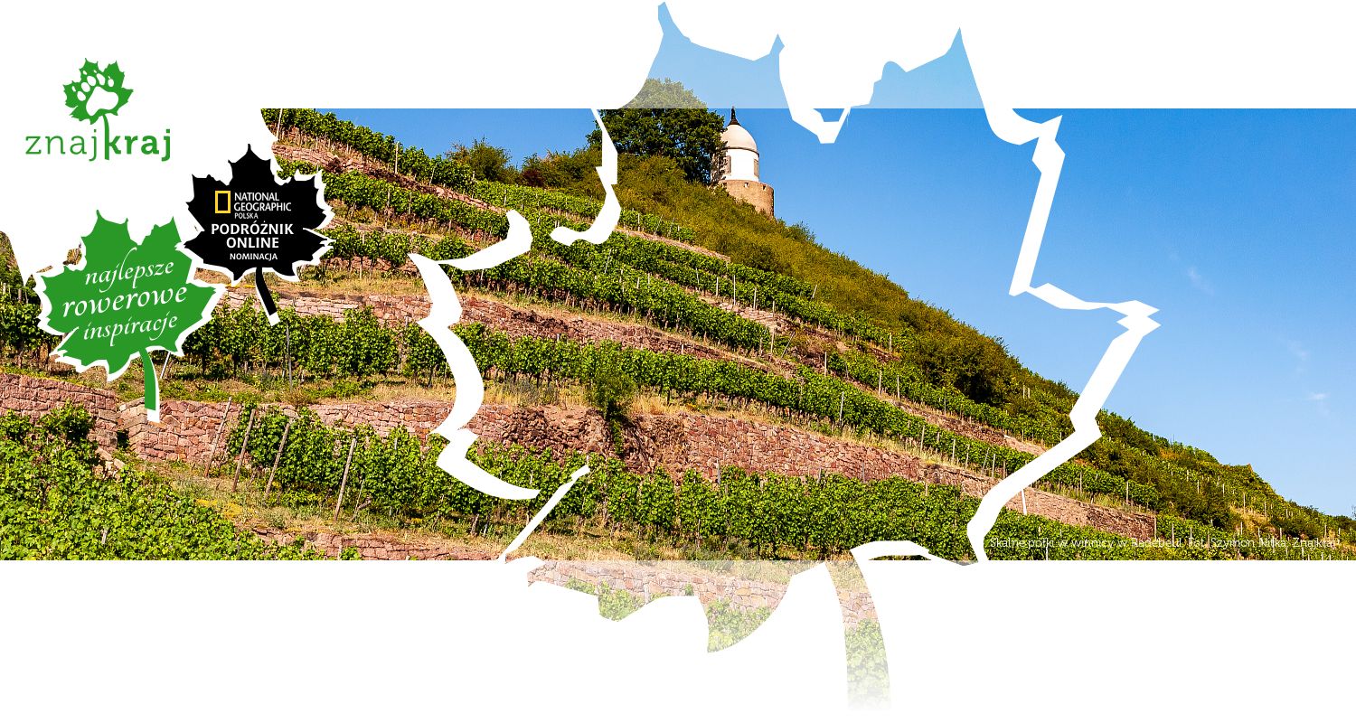 Skalne półki w winnicy w Radebeul