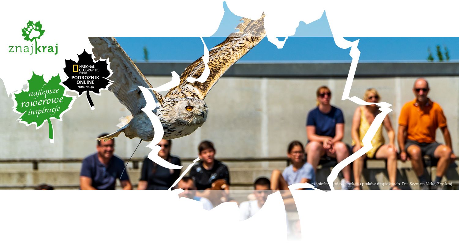 Sowa śnieżna podczas pokazu ptaków drapieżnych