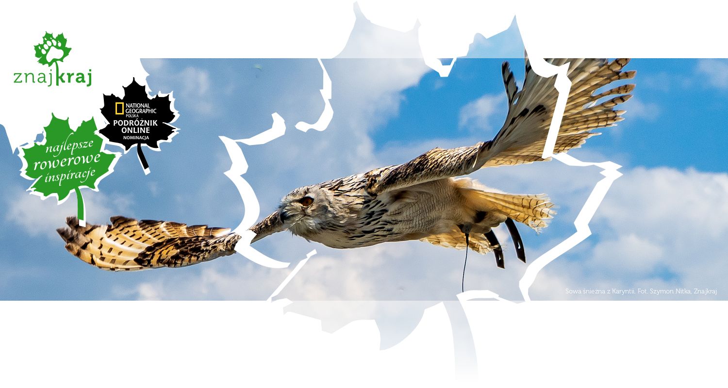 Sowa śnieżna z Karyntii