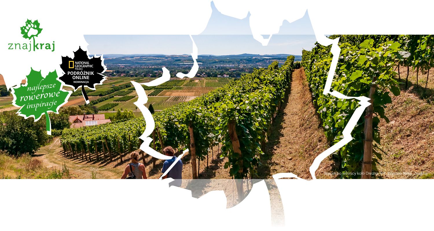 Spacer po winnicy koło Drezna