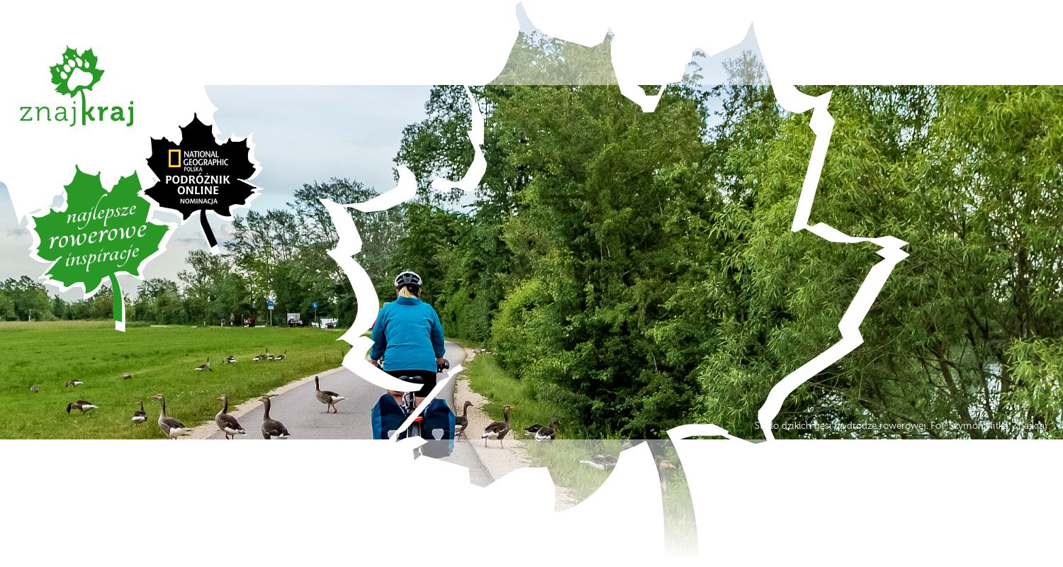 Stado dzikich gęsi na drodze rowerowej