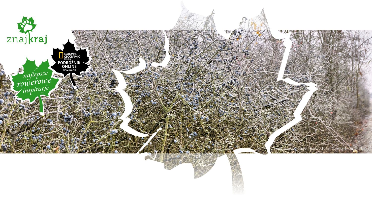 Szadź na przydrożnych krzewach