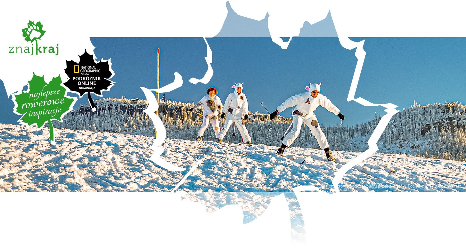 Szalone krowy podczas biegu przebierańców