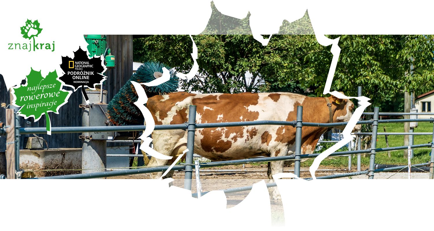Szczęśliwa krowa ze Szwajcarii