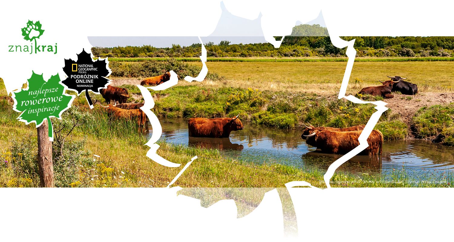 Szkocka rasa wyżynna - krowy w Holandii