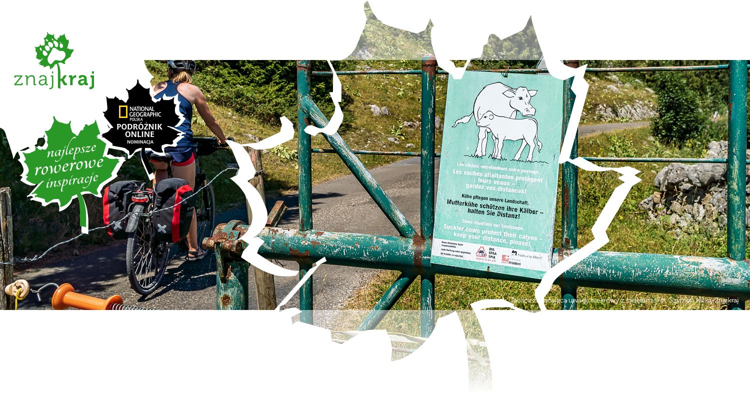 Tablica zwracająca uwagę na krowy z cielętami