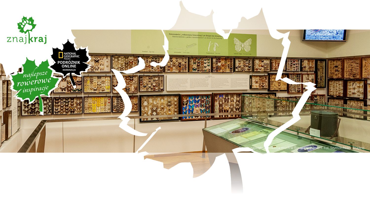 Trzecia największa kolekcja much w Europie w Admont