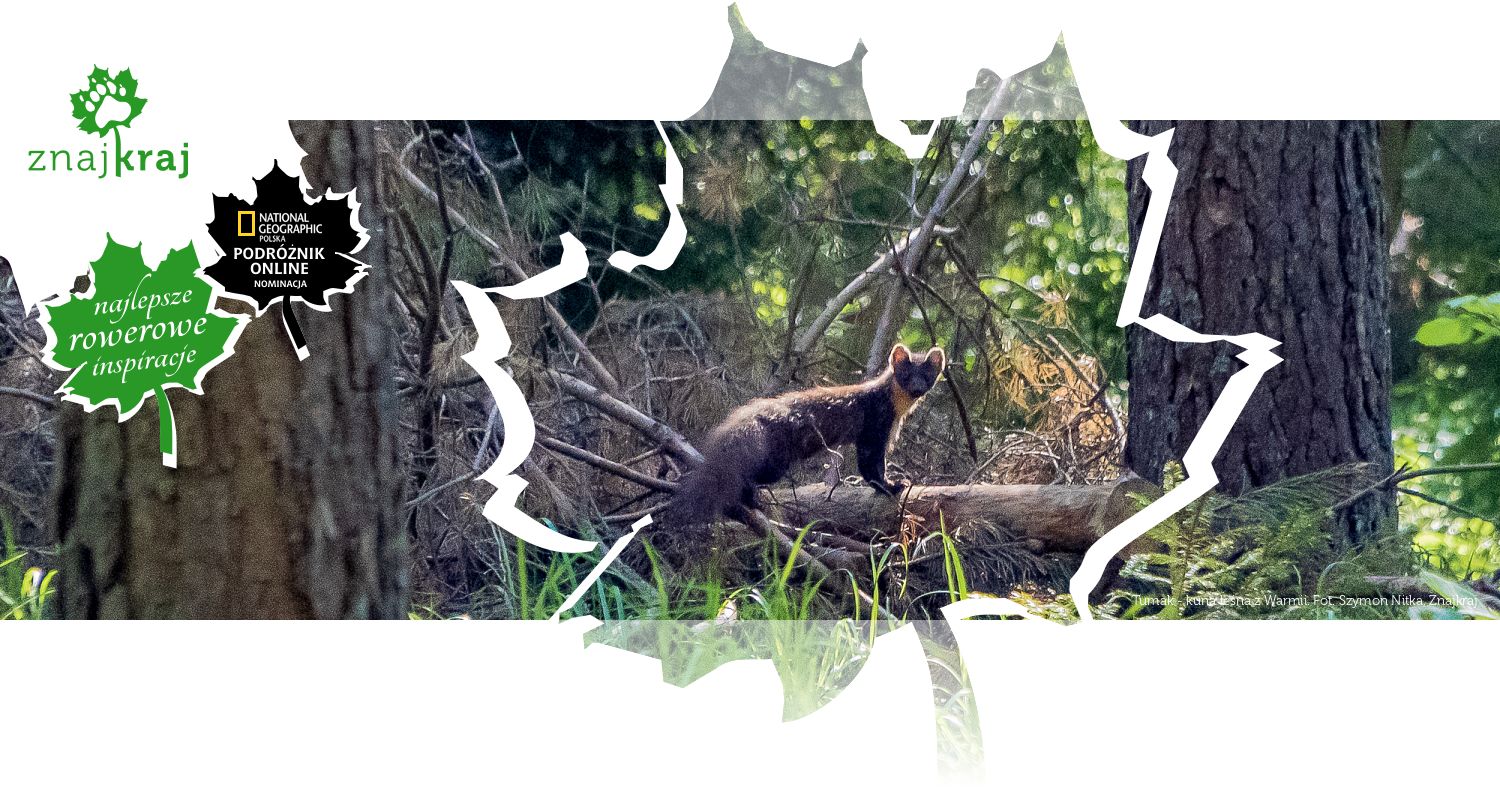 Tumak - kuna leśna z Warmii