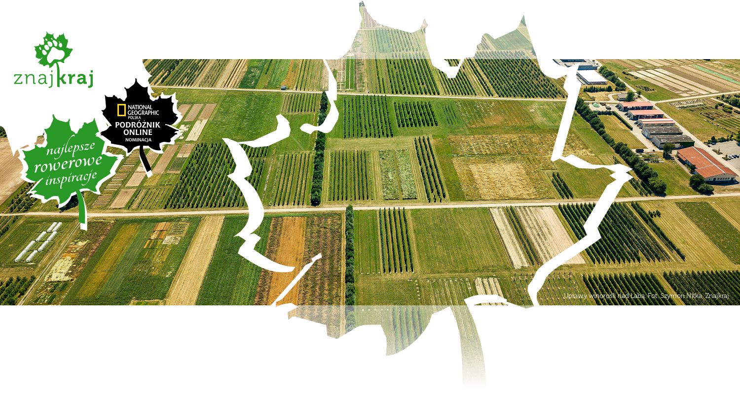 Uprawy winorośli nad Łabą