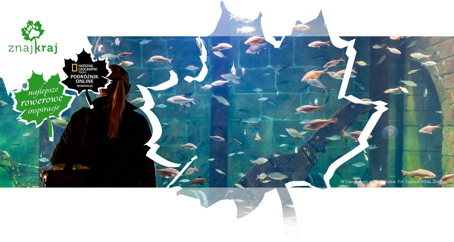 W Ozeanenum w Stralsundzie