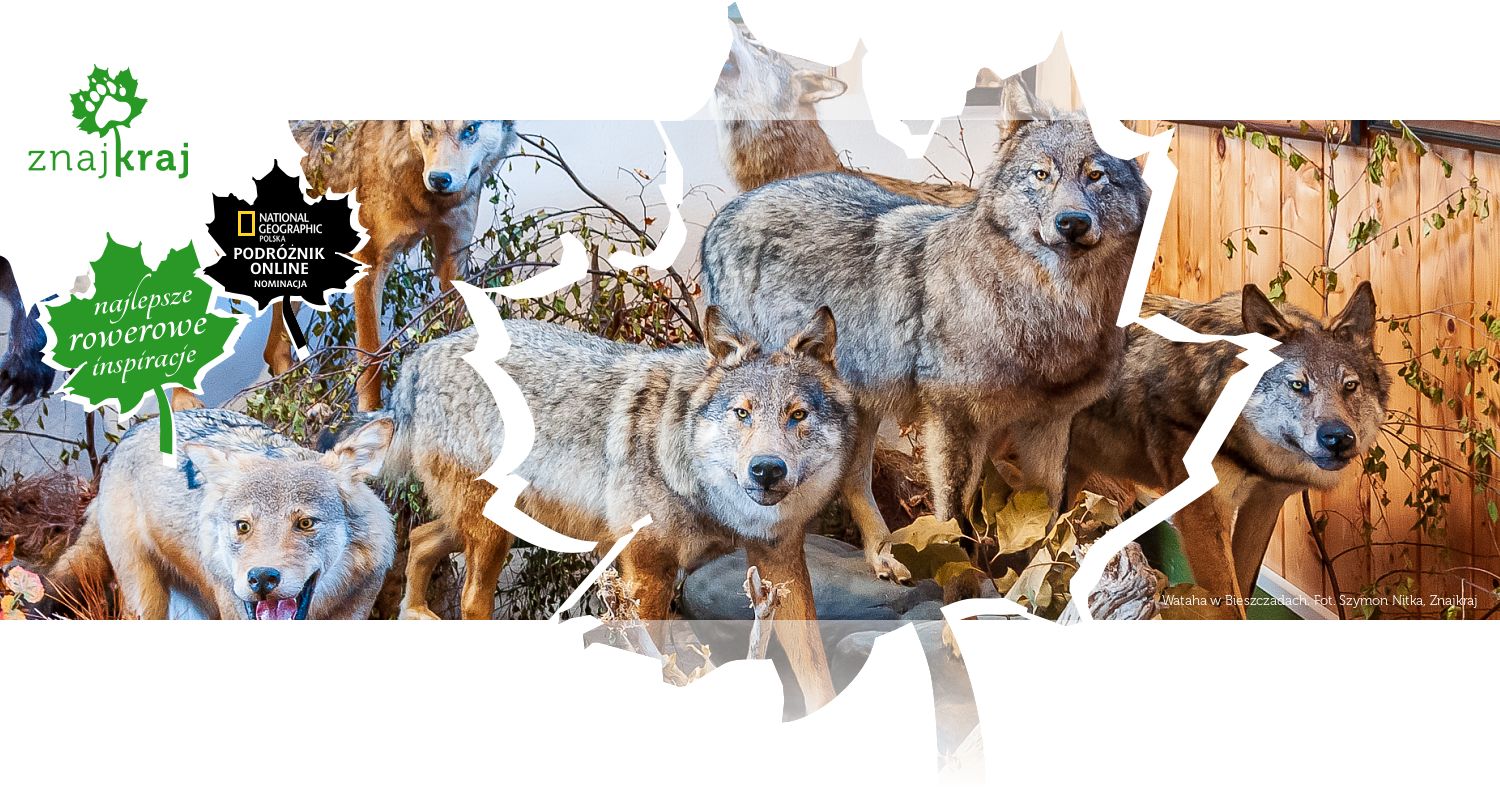 Wataha w Bieszczadach